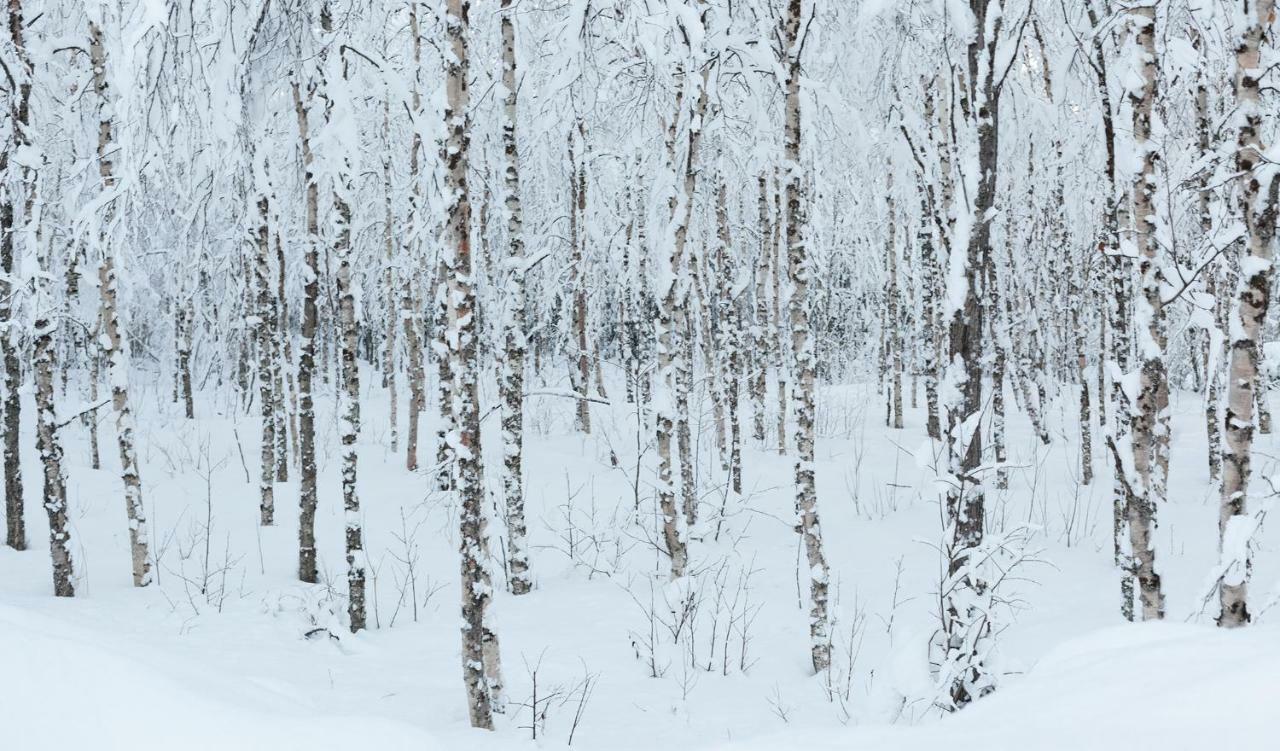 Terra Ultima Villa Rovaniemi Dış mekan fotoğraf